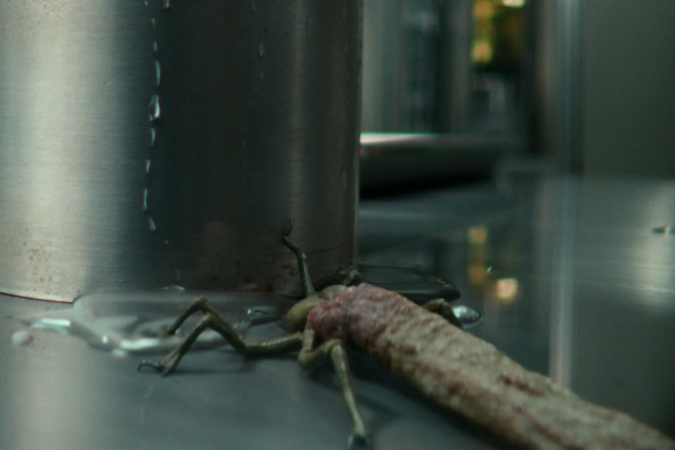 A Blood Tick crawling across a metal surface aboard the USCSS Maginot