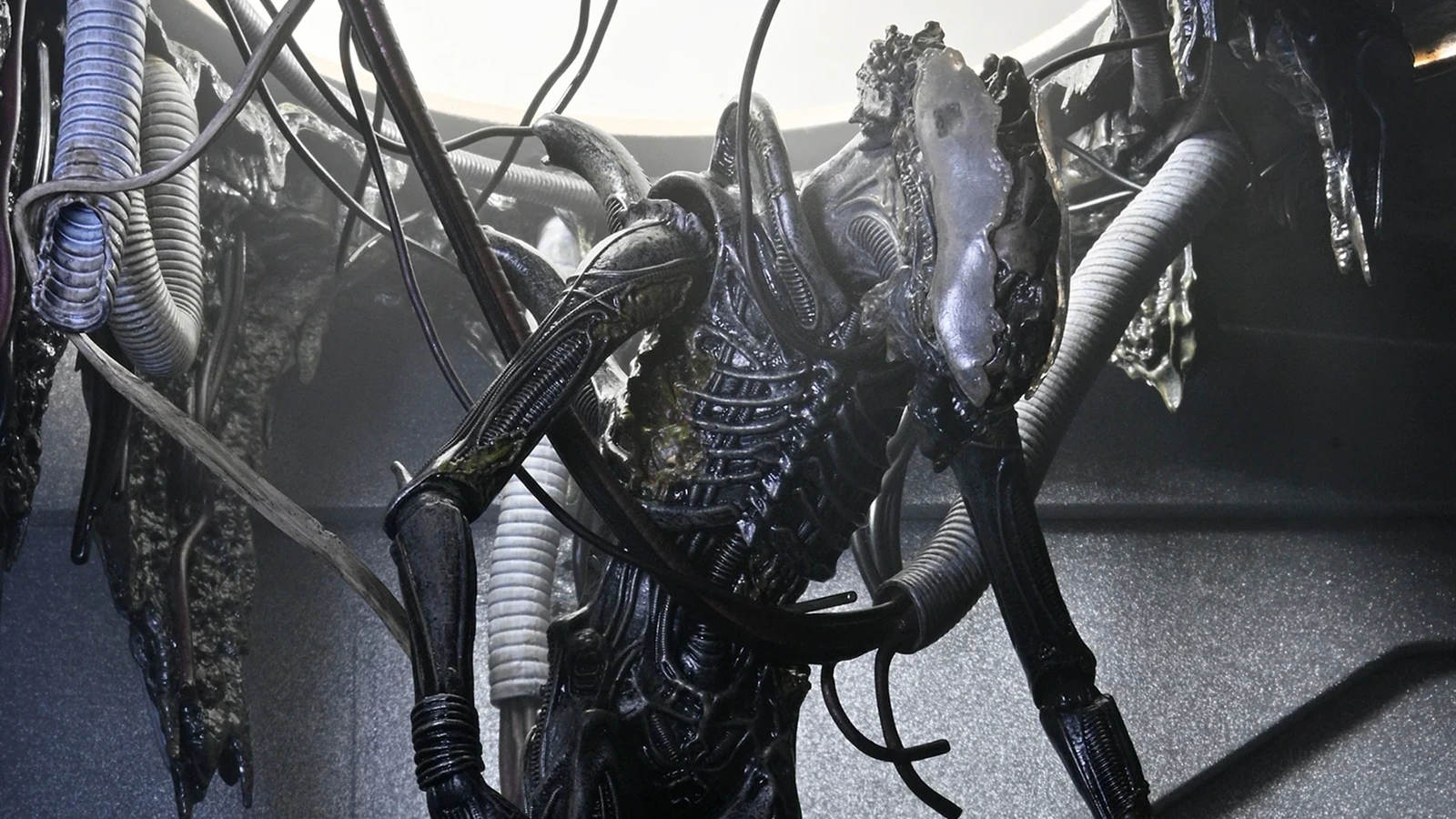 Suspended Xenomorph from Alien: Romulus