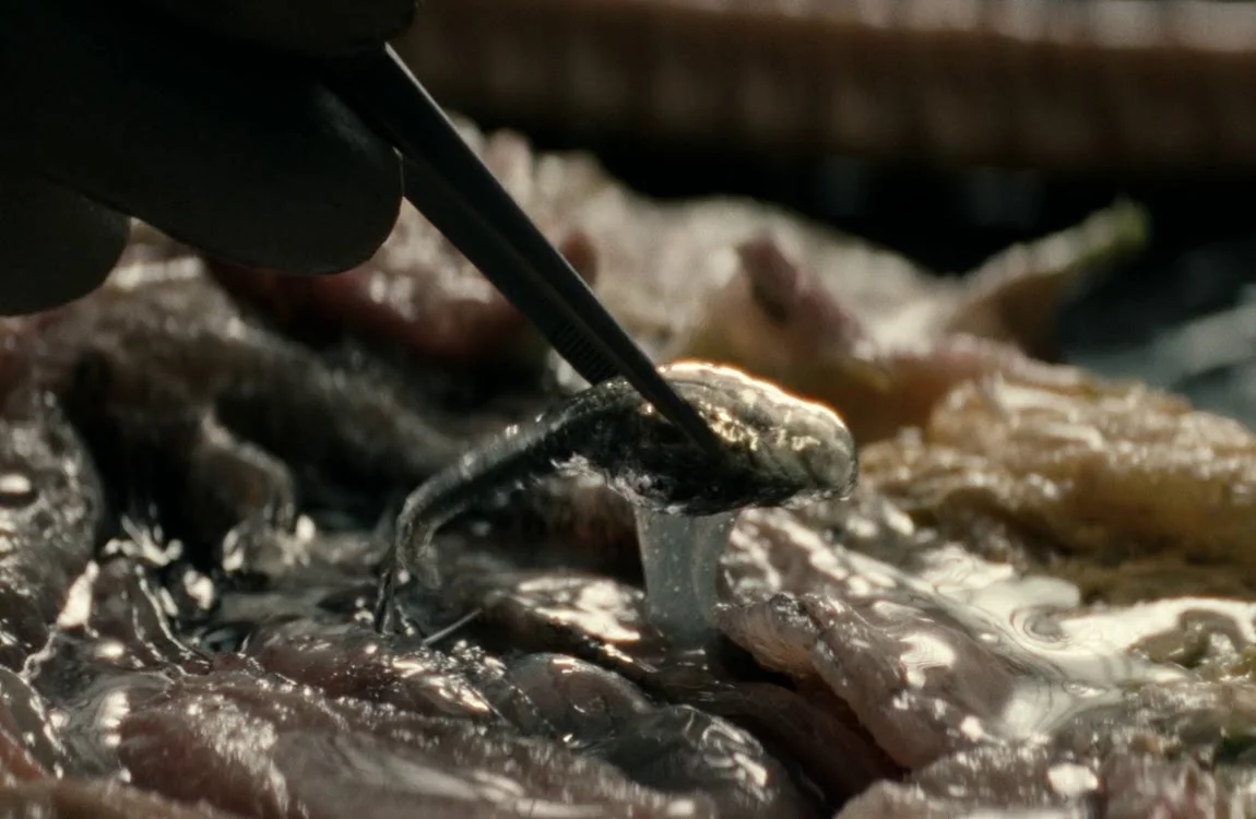 The Chestburster Larva from Alien: Earth