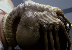 A regular Facehugger