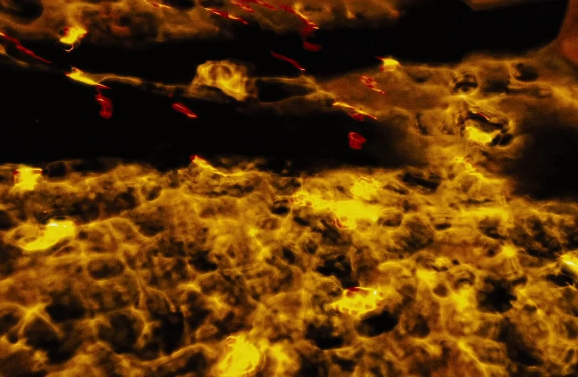 The Tracker vision of Falconer Predator