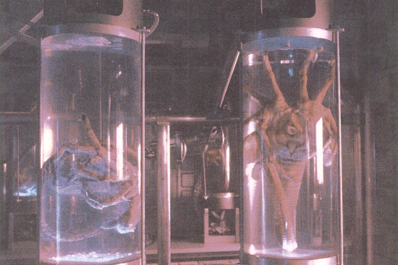 Two Facehuggers in Hadley's Hope med-lab stasis tubes, the live specimens the Technical Manual briefing wanted recovered