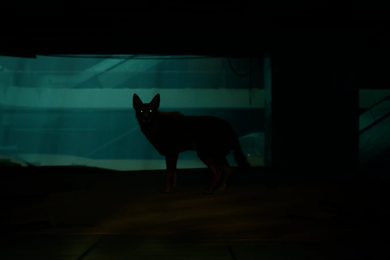 A coyote with glowing eyes standing in a dark building in Blade Runner 2033: Labyrinth