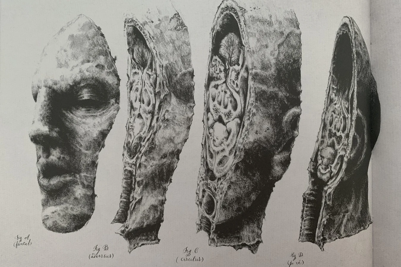 Four cross-sections of an Engineer head from David's Drawings, labeled frontal, adversus, circulus, and pure