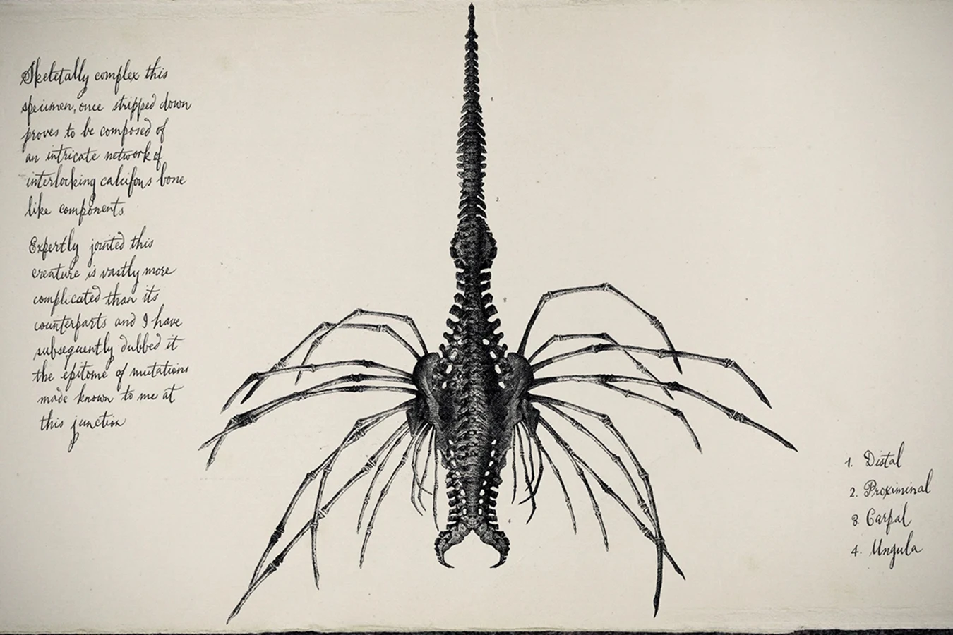 Stripped multi-limbed specimen from David's Drawings, labeled distal, proximal, carpal, and ungula