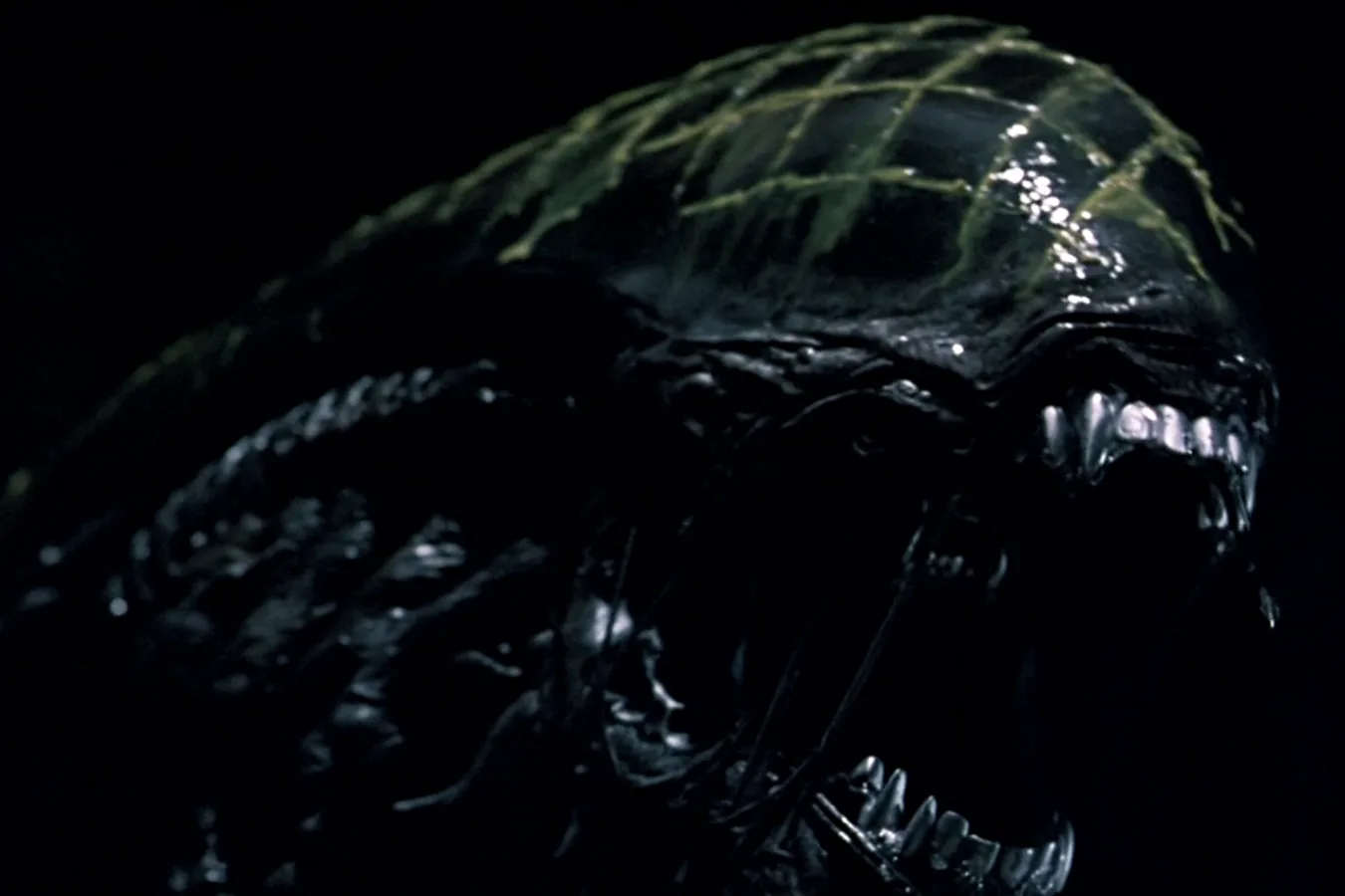 The Grid Alien's distinctive grid-patterned head from Alien vs. Predator