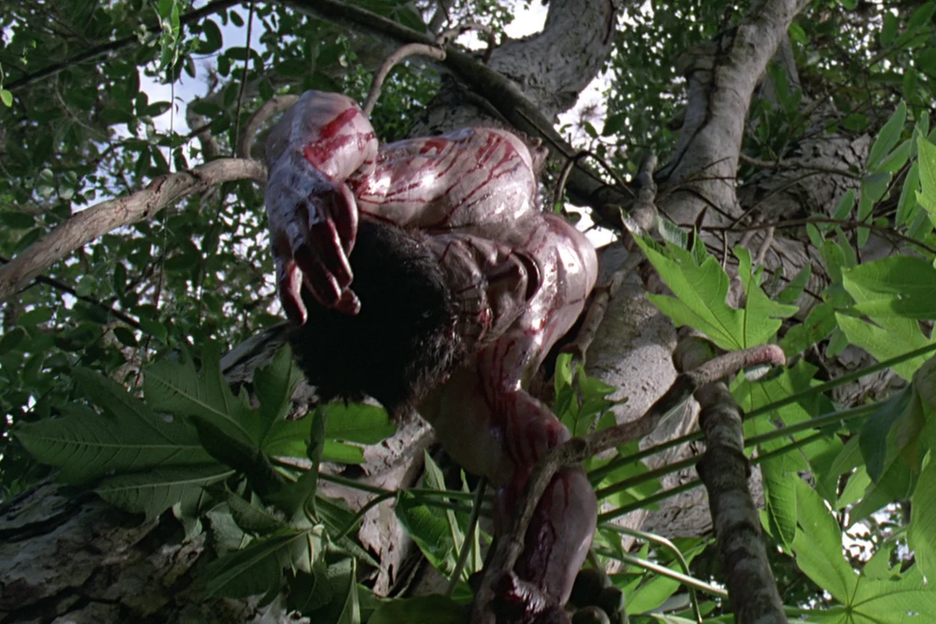 The skinned body of Rick Hawkins hanging in the trees where the Jungle Hunter left it in Predator