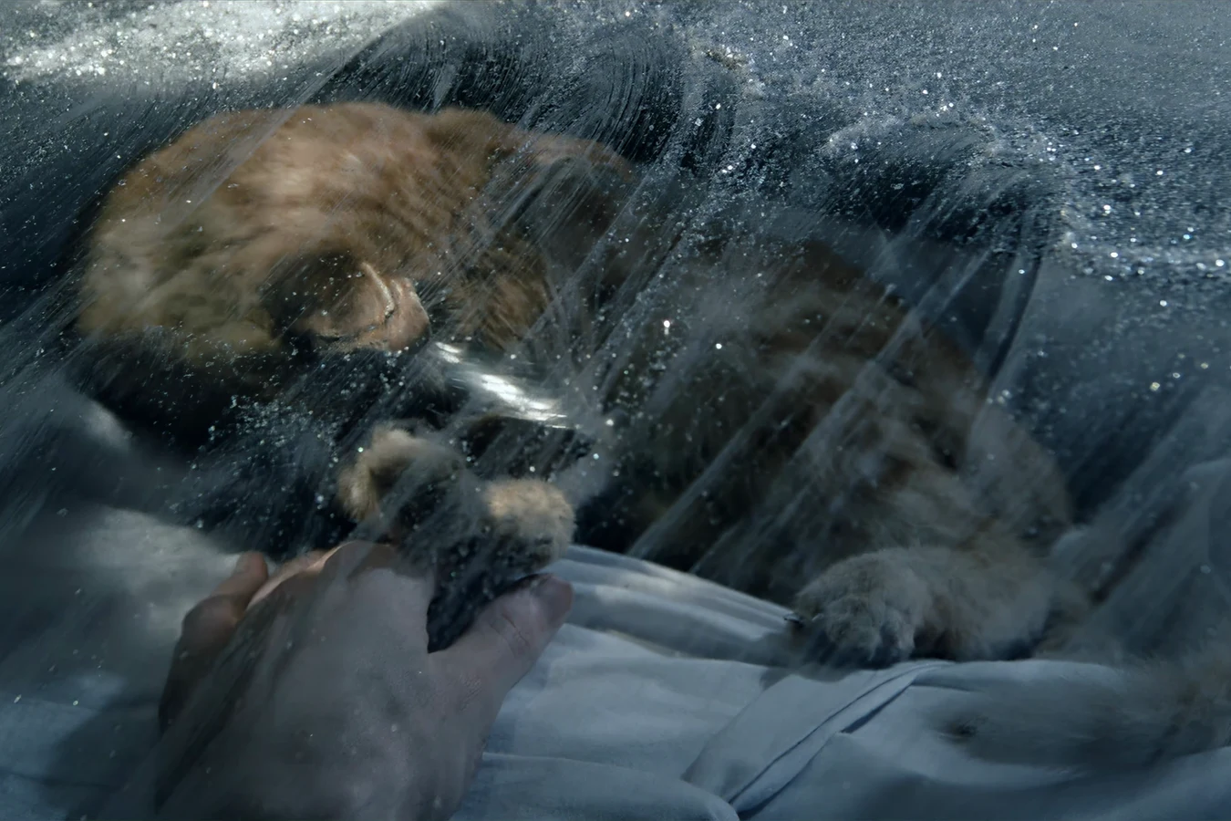 Jones asleep against Ripley under the Narcissus cryosleep glass