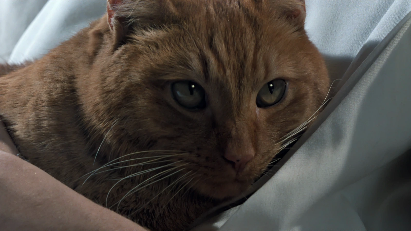 Jones lying in white bedding, looking toward the camera
