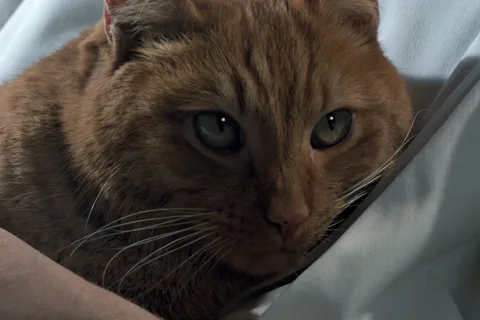 Jones lying in white bedding, looking toward the camera