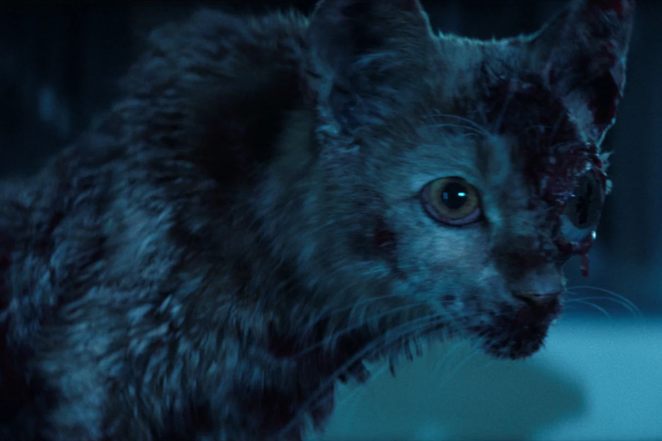 Rascal, the Maginot ship's cat, bloodied and missing an eye after T. Ocellus took its body in Alien: Earth