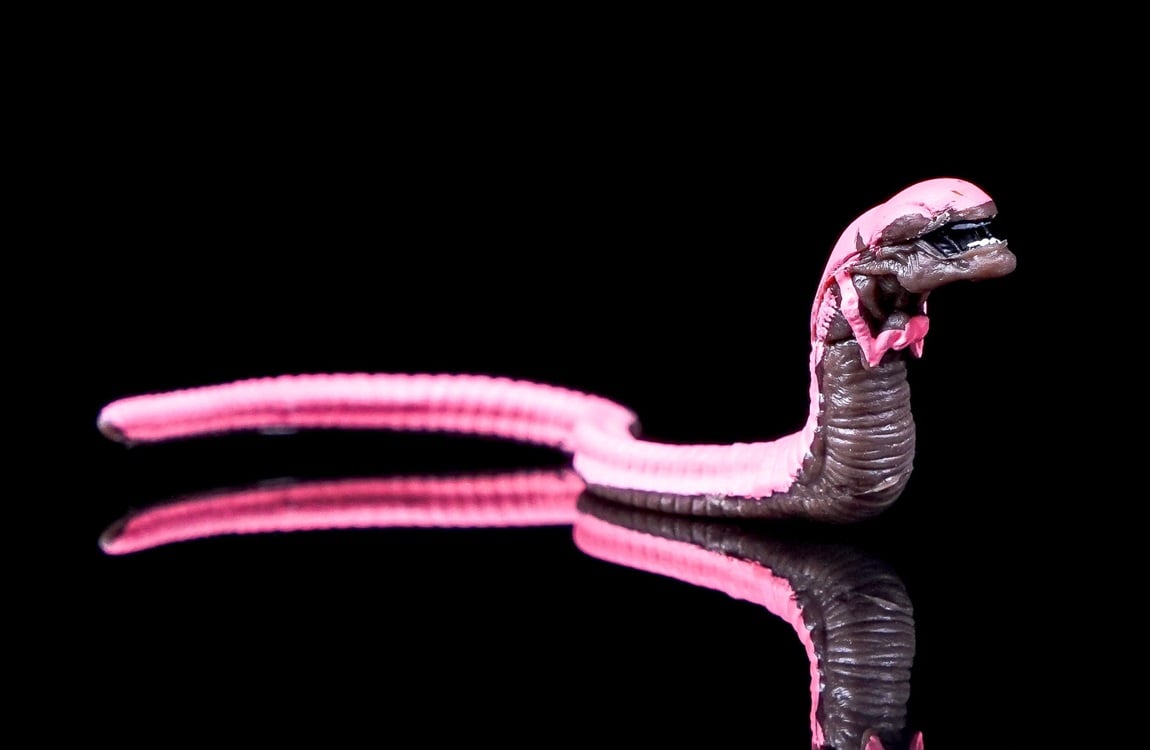 A Pink chestburster by NECA