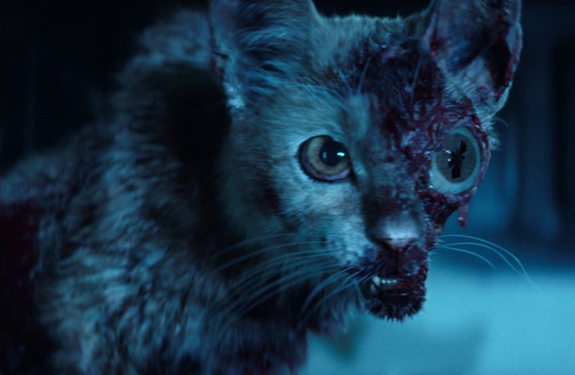 An infected cat on the USCSS Maginot