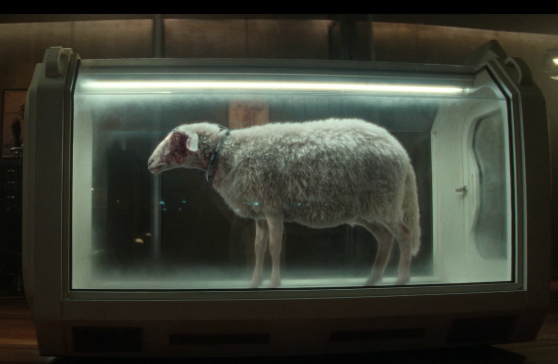An infected sheep on Prodigy Island