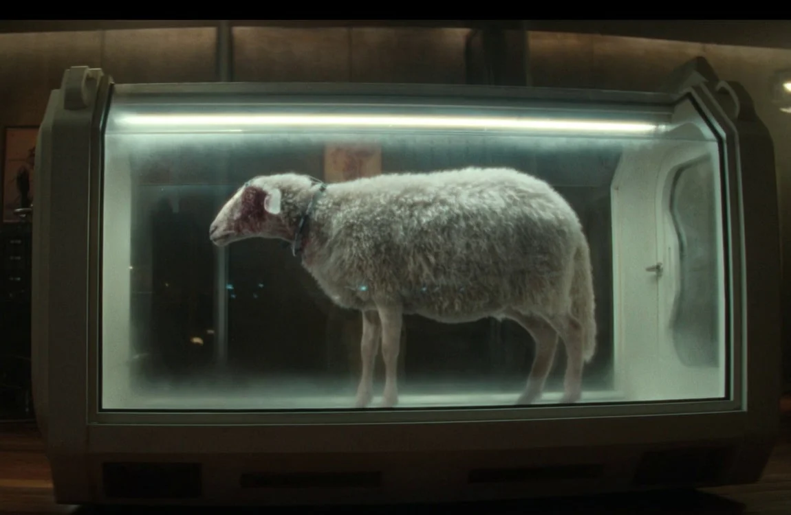 An infected sheep on Prodigy Island