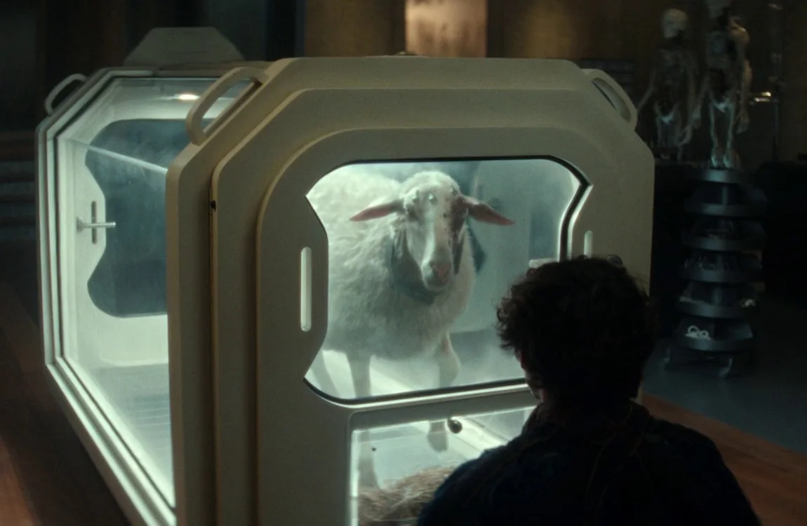 T. Ocellus communicates by thumping the sheep's leg