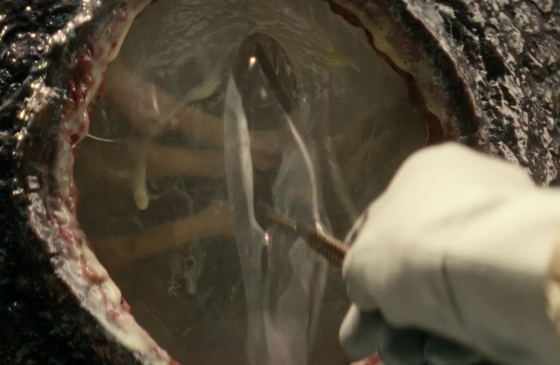 A Xenomorph egg being cut into in Alien: Earth