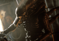 A Xenomorph preparing to eat