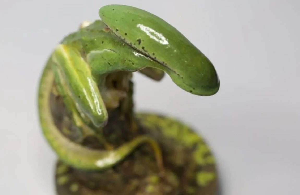 A Xenomorph frog sitting, created by artist Li Changchun