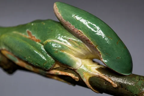 The Xenomorph Frog