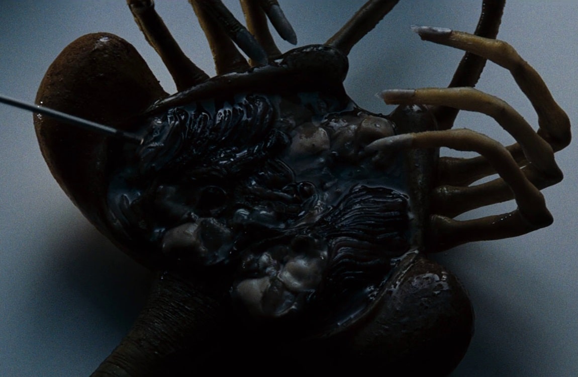 The dead Facehugger on the Nostromo