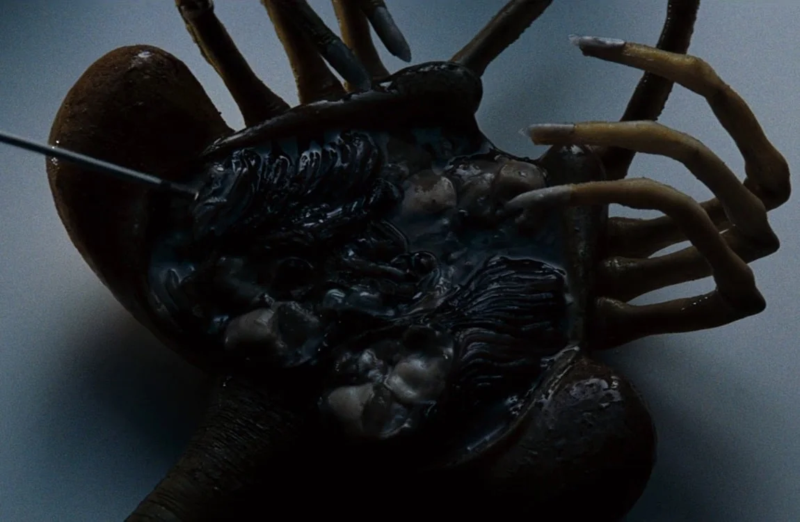 The dead Facehugger on the Nostromo