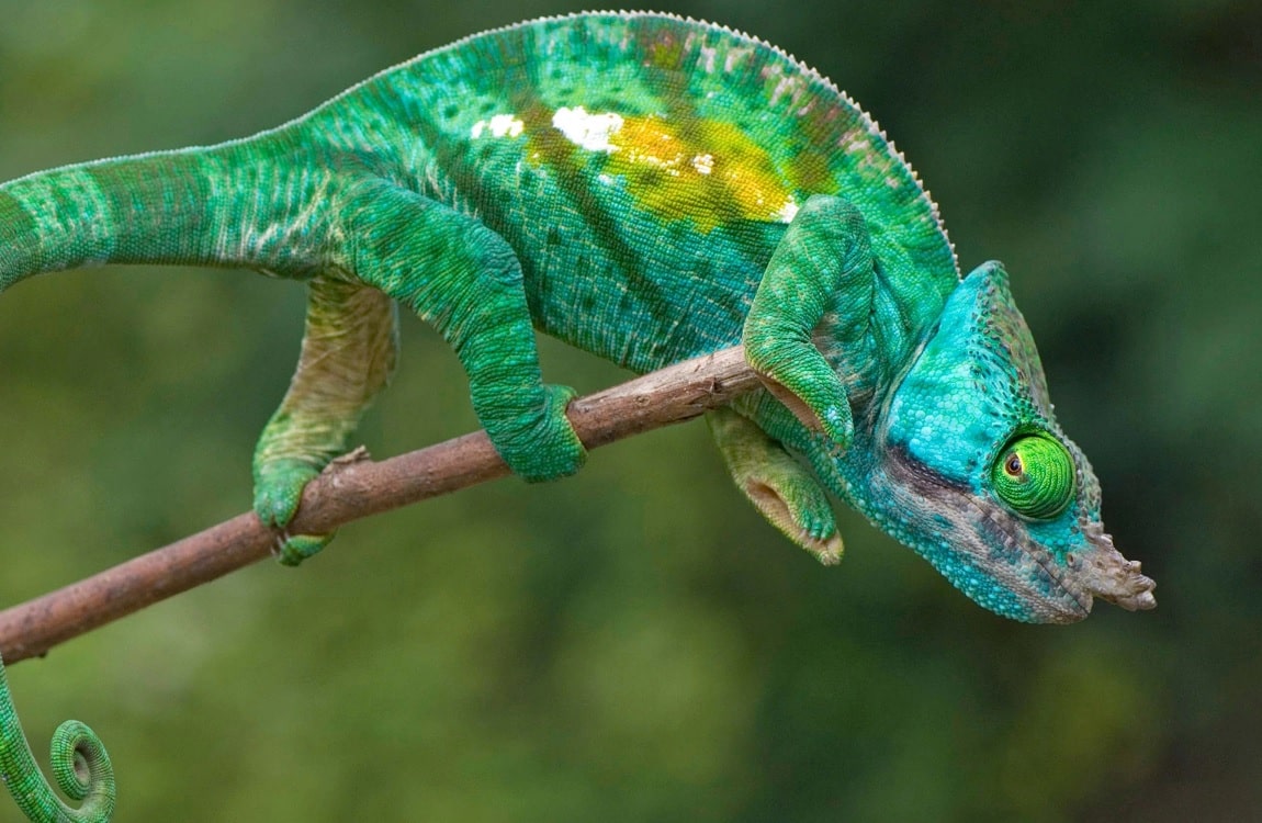 A Chameleon, an animal that the Predator is partly based on
