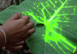 Predator blood on leaves in the first Predator movie