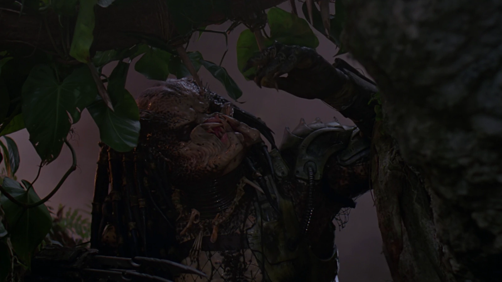 The Jungle Hunter Predator laughing in the jungle